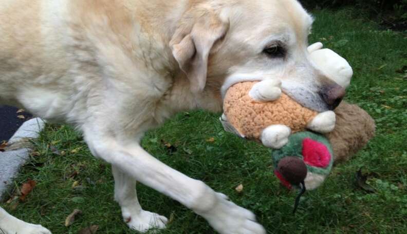 17 Pets Who Love Their Stuffed Animals - The Dodo