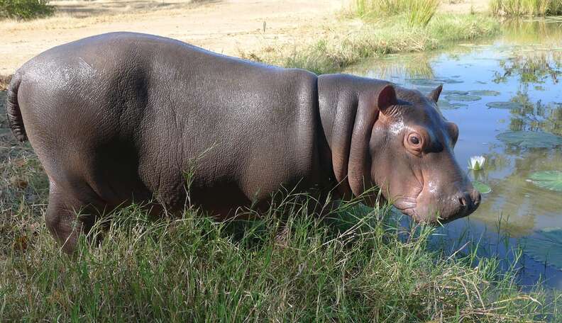 Happy Happy Hippo - The Dodo