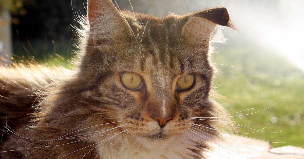 Shh! 10 Animals With Amazing Hearing - The Dodo