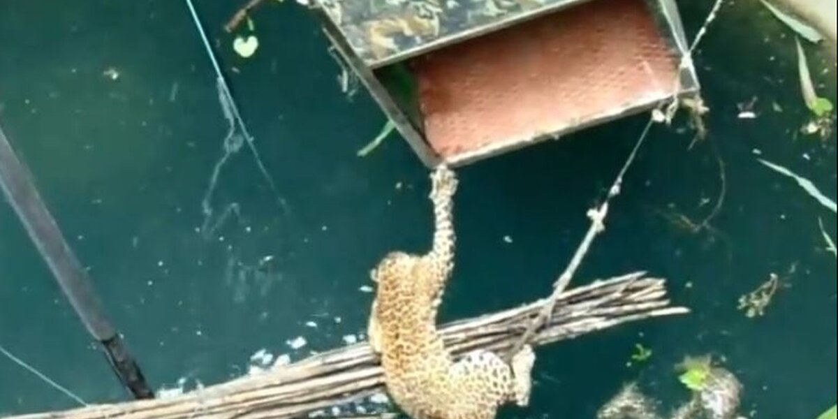 Dead Leopard Floating Leopard Is Saved From Drowning Inside 60-Foot Well - The Dodo