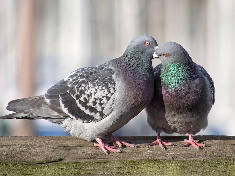 Shh 10 Animals With Amazing Hearing The Dodo