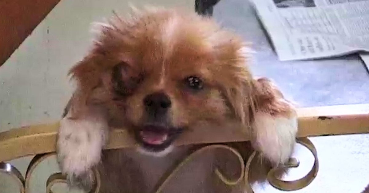 This Dog Lost His Eye But Still Had So Much Love To Give The Dodo