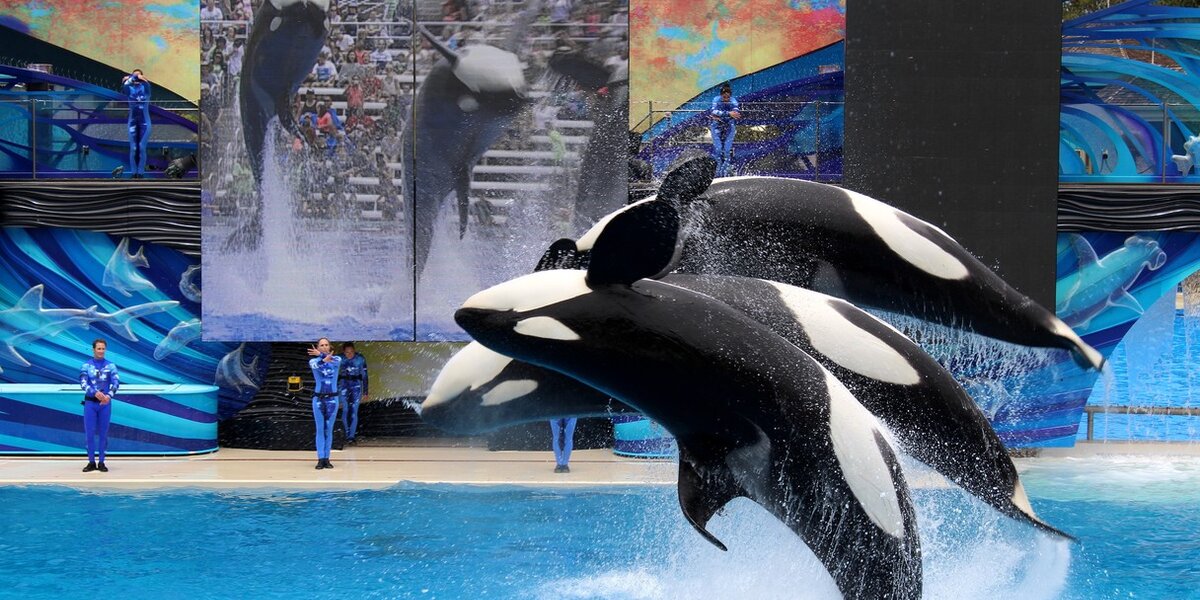VICTORY: SeaWorld Park Can't Breed Orcas Anymore - The Dodo