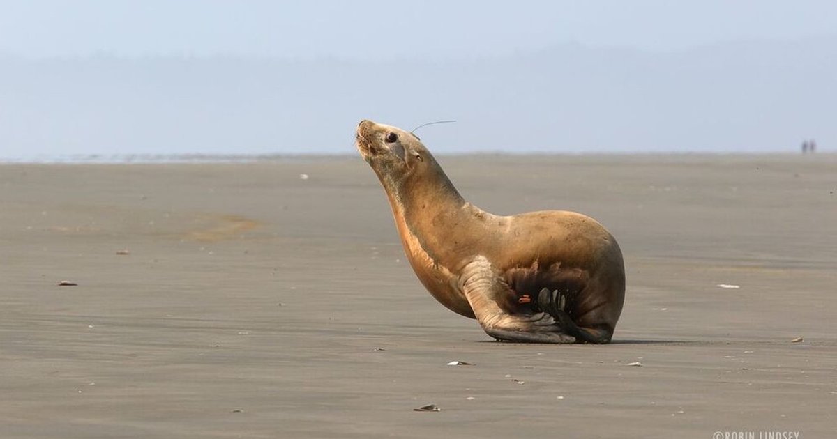 Orphaned Sea Lion Gleefully Waddles Back To Ocean After