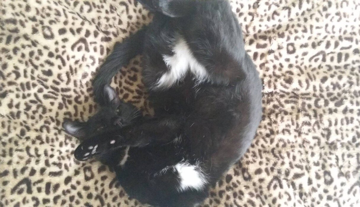 Woman Says A Flea Collar Killed Her Cat. And She s Not Alone