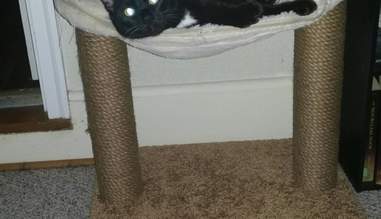 Woman Says A Flea Collar Killed Her Cat And She S Not Alone The Dodo