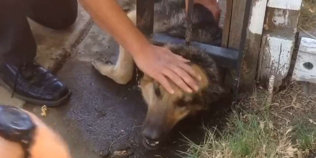 Firemen Rescue Dog Stuck In Gate - Videos - The Dodo