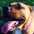 Pit Bull Senses Owner's Heart Attack Just In Time