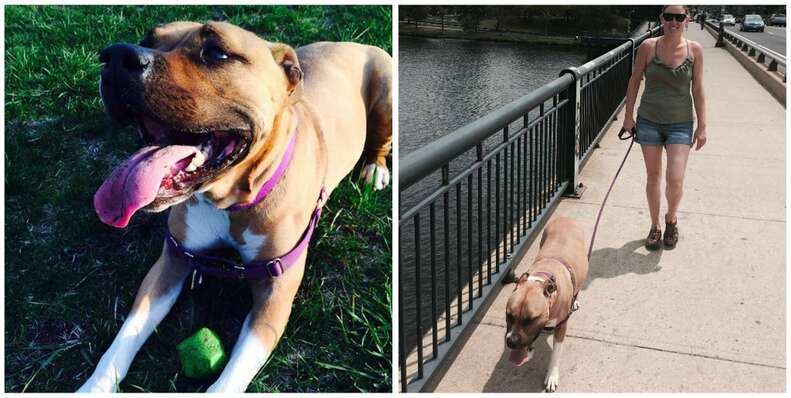 Pit Bull Senses Owner's Heart Attack Just In Time - The Dodo