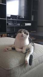 19 Chill Cats Who Are Sitting Like Humans The Dodo
