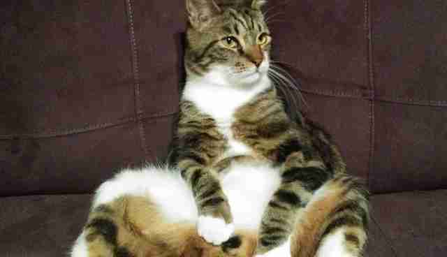 19 Chill Cats Who Are Sitting Like Humans The Dodo