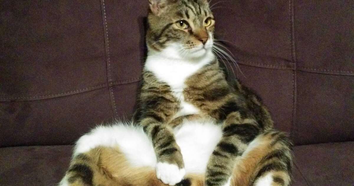 19 Chill Cats Who Are Sitting Like Humans - The Dodo