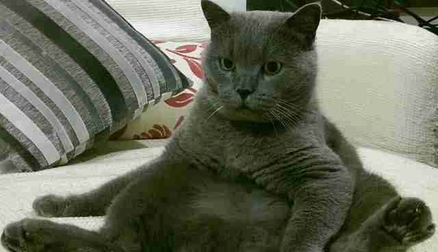 19 Chill Cats Who Are Sitting Like Humans The Dodo