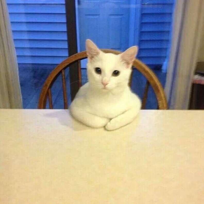 Cat Sitting Like Human Funny cat-sitting-like-human-funny