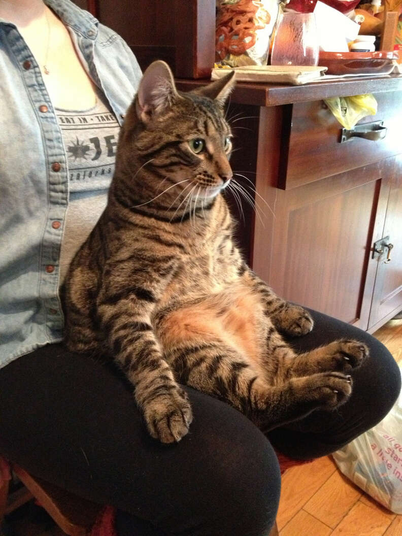 cat sitting like person