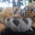Circus Tigers Forced To Perform Tricks Go Through Worst 'Training'