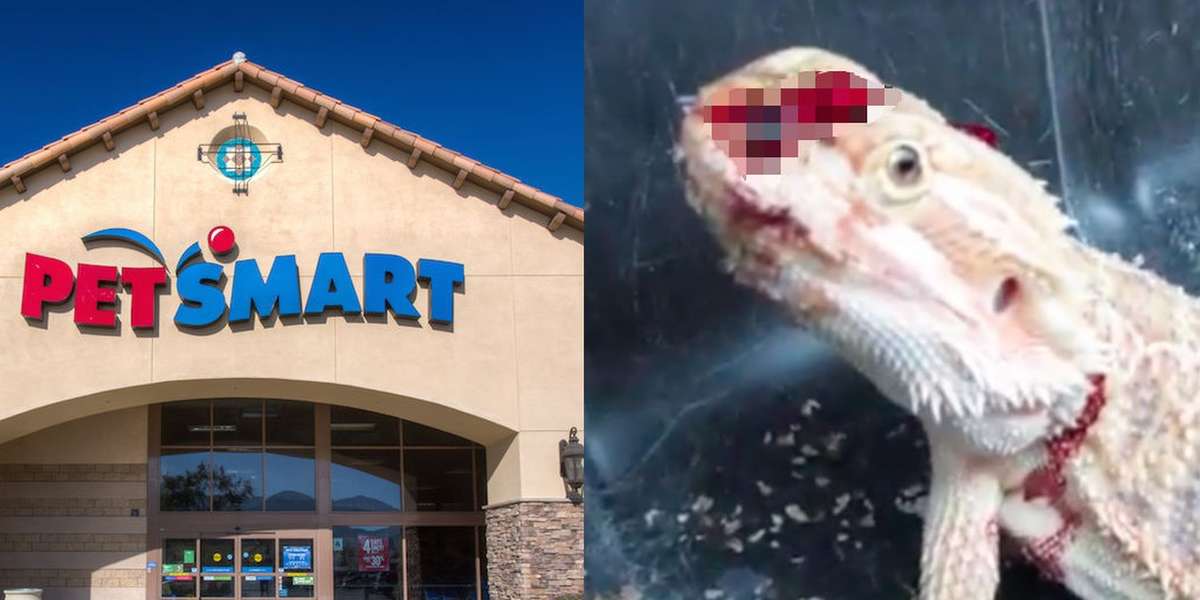 petsmart near us