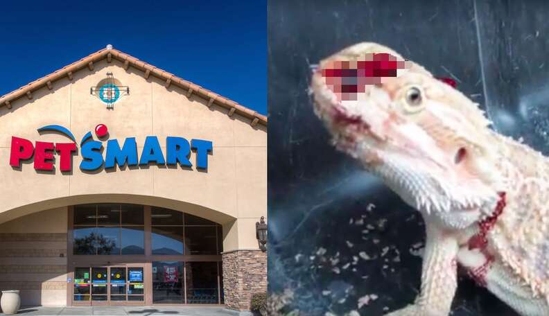 This Is Where PetSmart Gets Its Animals, And It's Not Pretty - The Dodo