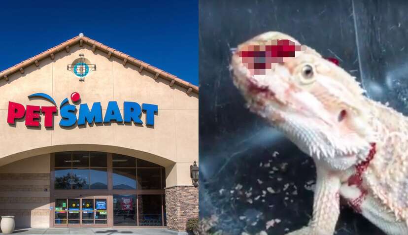 Closest reptile 2025 store to me