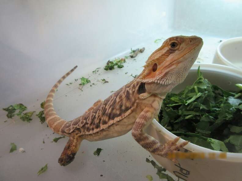 Lizard pet outlet stores near me