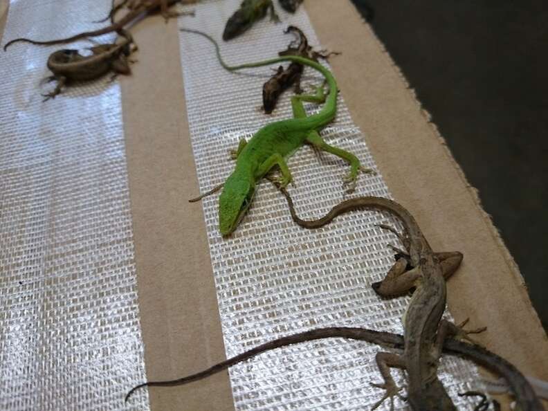 Lizards for sale at hot sale petsmart