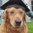 Retriever Found In Rough Shape Begins New Life At Graduation