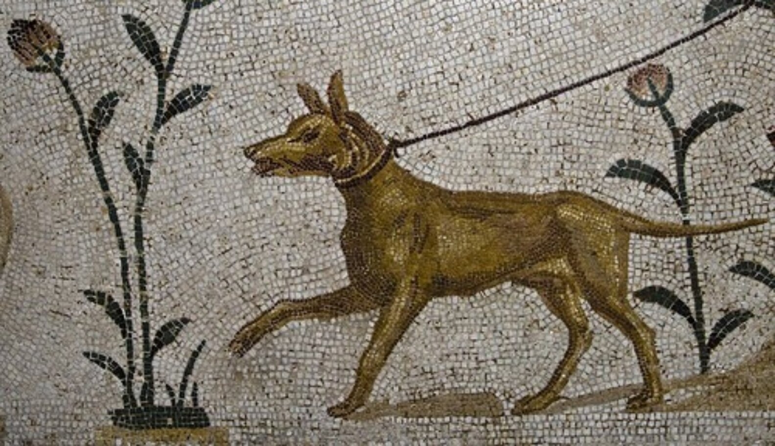 Roman dog mozaic
