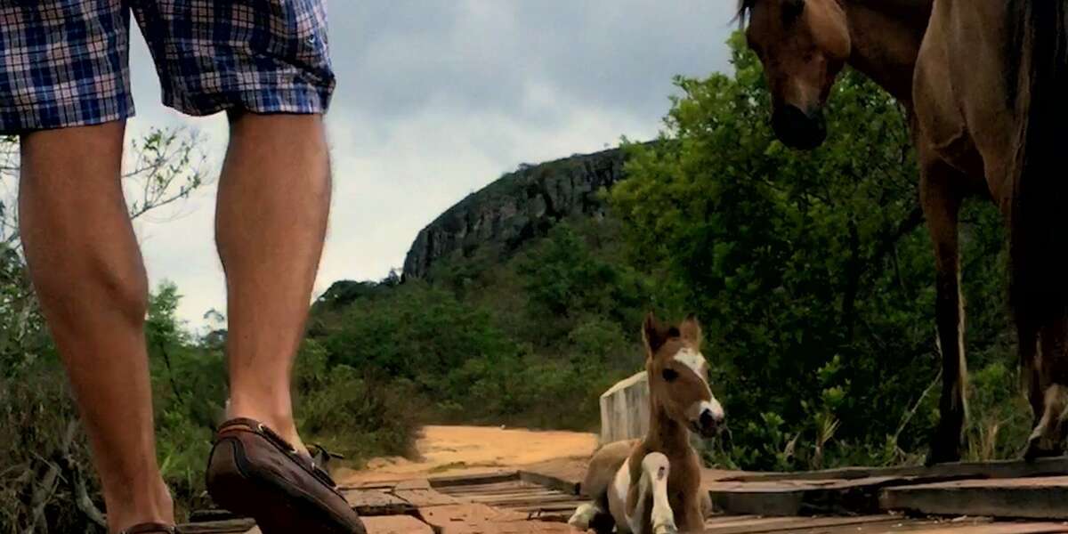 Man Helps Mother Horse Save Her Trapped Baby - The Dodo