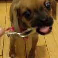 Puggle Tries Peanut Butter For The First Time, Completely Loses His Sh*t