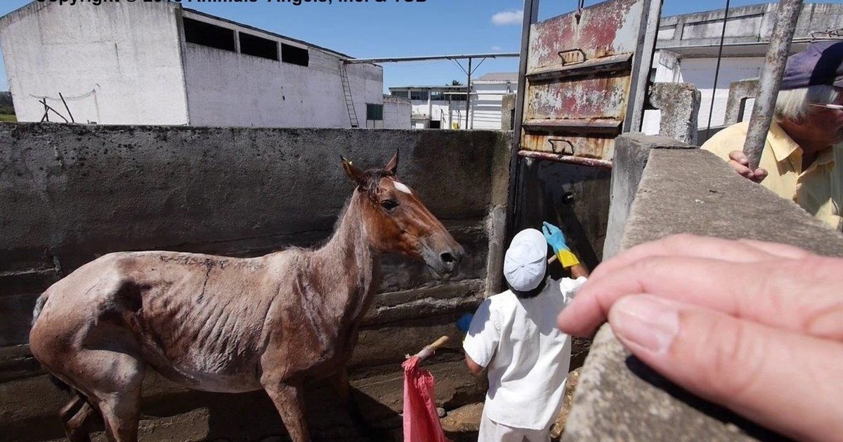The Horrors of the Horse Meat Trade in Uruguay The Dodo