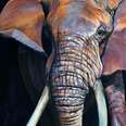 The Truth About Tusks