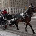 NYC's Horses Forced To Work In Brutal Storms As City Turns Blind Eye (UPDATE)