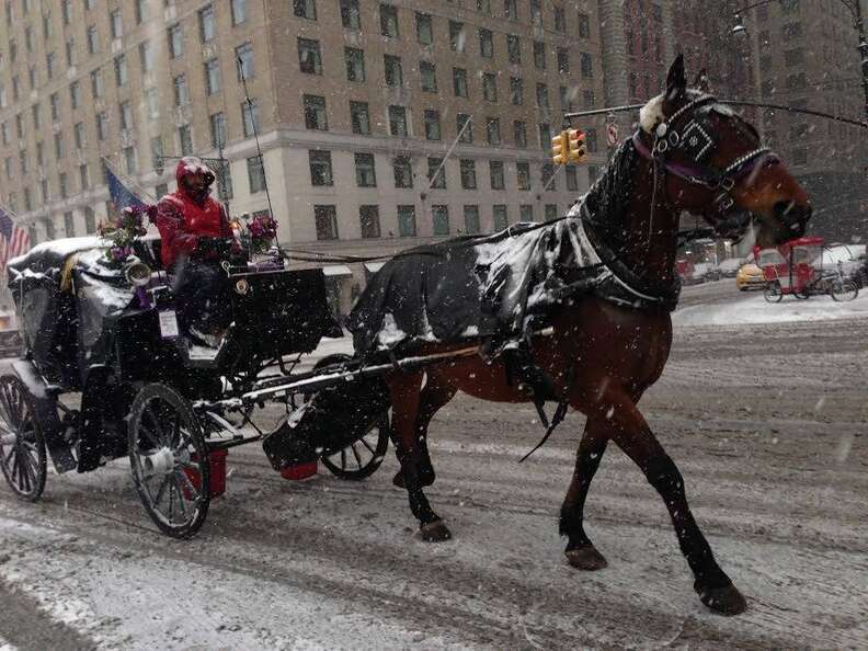 In Istanbul's Princes' Islands, over 500 carriage horses die in a year due  to abuse, heat, overloaded carriages and exhaustion – Straight from the  Horse's Heart