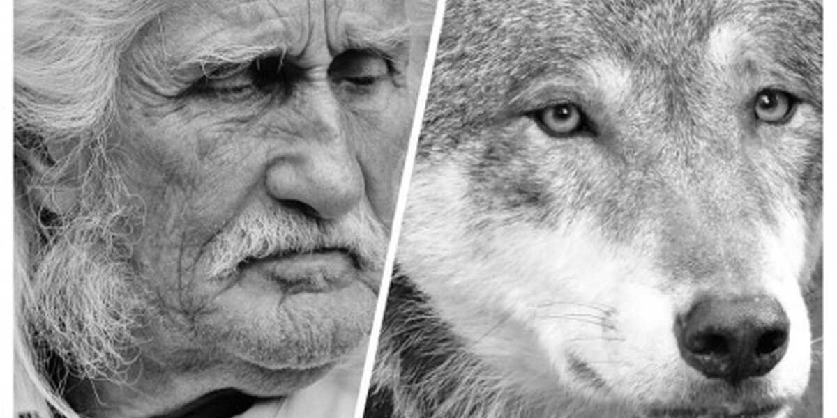Wolves Following Humans We're Too Similar To Wolves To Be Afraid Of Them - The Dodo