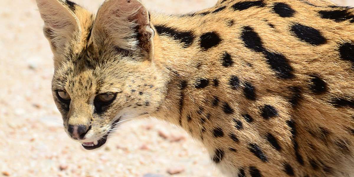 9 Exotic Animals You Can Own In America But Shouldn T The Dodo