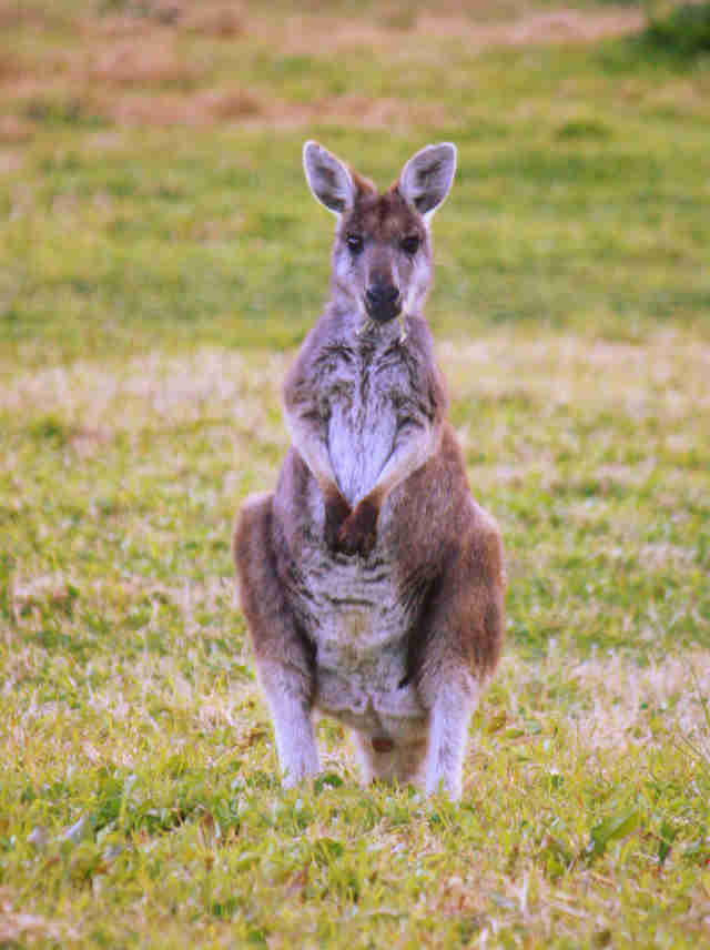 9 Exotic Animals You Can Own In America But Shouldn't - The Dodo