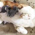 Orphaned Kittens Can't Get Enough Of Their Huge Dog