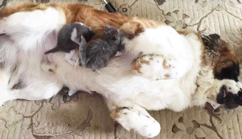 Orphaned Kittens Can't Get Enough Of Their Huge Dog - The Dodo