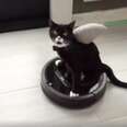 Kitten With Just 2 Legs Now Has The Perfect Way To Get Around