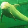 Dolphin Taken From Her Family Is Forced To Live In Filthy Tank