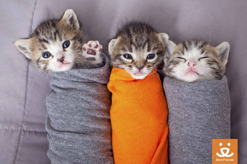 Adorable Purrito Weighing Session for Tiny Kitten