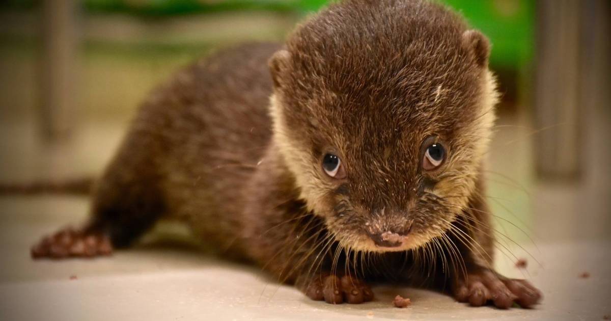 pet otter