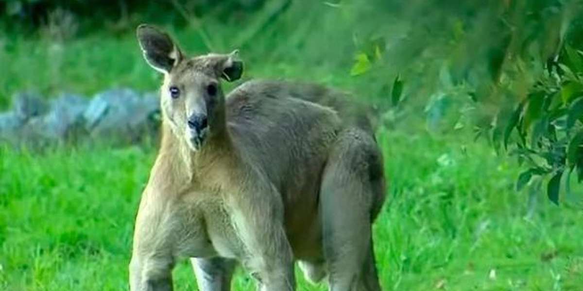 Buff Kangaroo Is Wandering The Streets, And The Internet Is Freaking