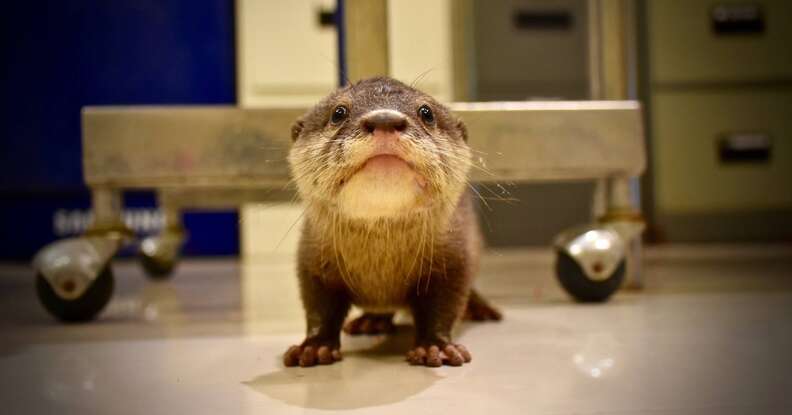 domesticated otter