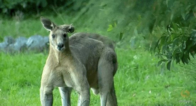 Buff Kangaroo Is Wandering The Streets And The Internet Is Freaking Out The Dodo