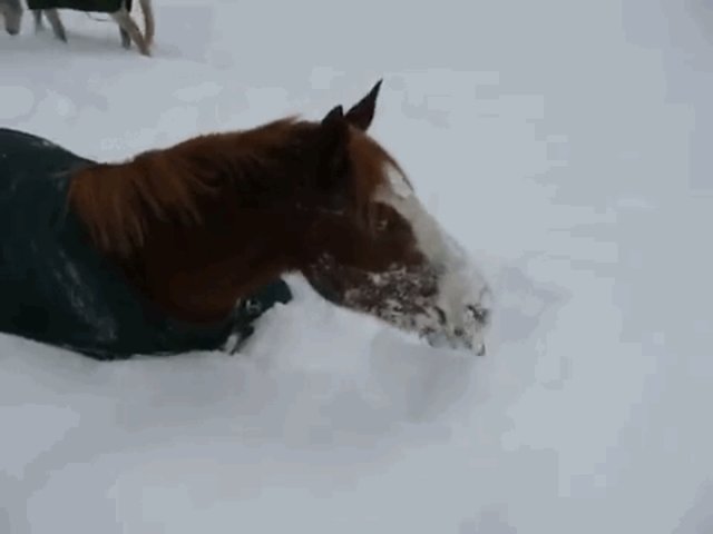 Horses Play, Roll Around In Ocean Of Snow - The Dodo
