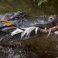 Tool use in crocodylians: crocodiles and alligators use sticks as lures to attract waterbirds