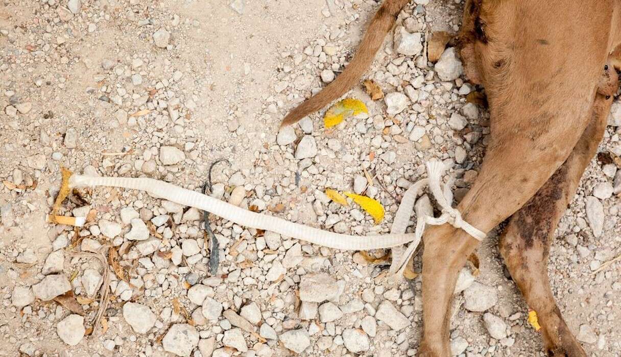 How Do You Dispose Of A Dead Dog