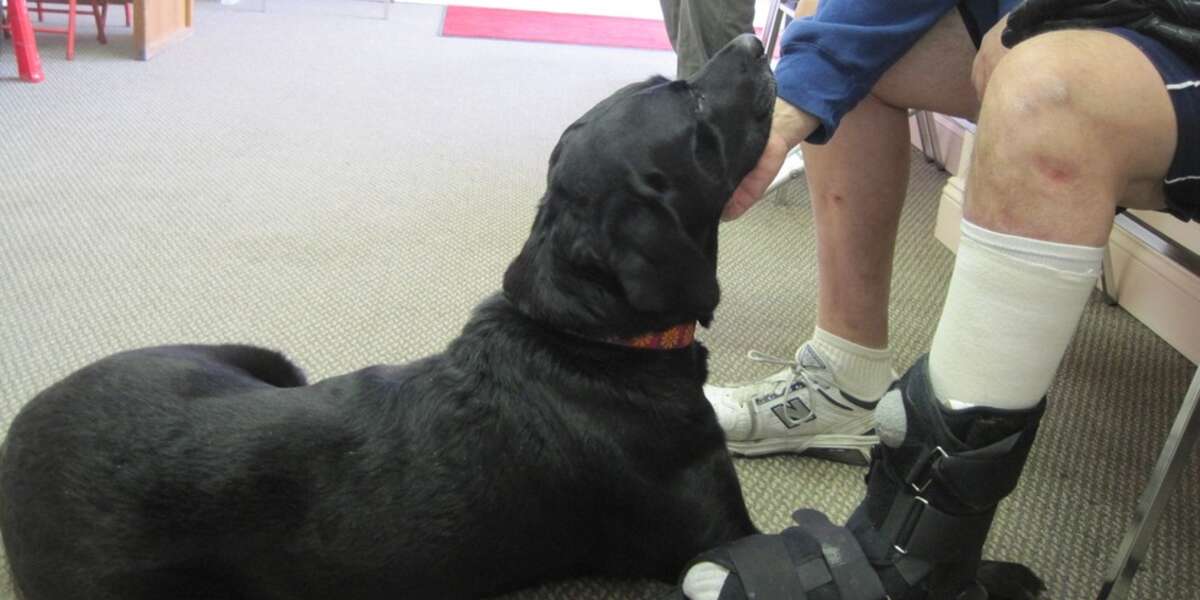 ThreeLegged Dog Offers Comfort To New Amputees The Dodo