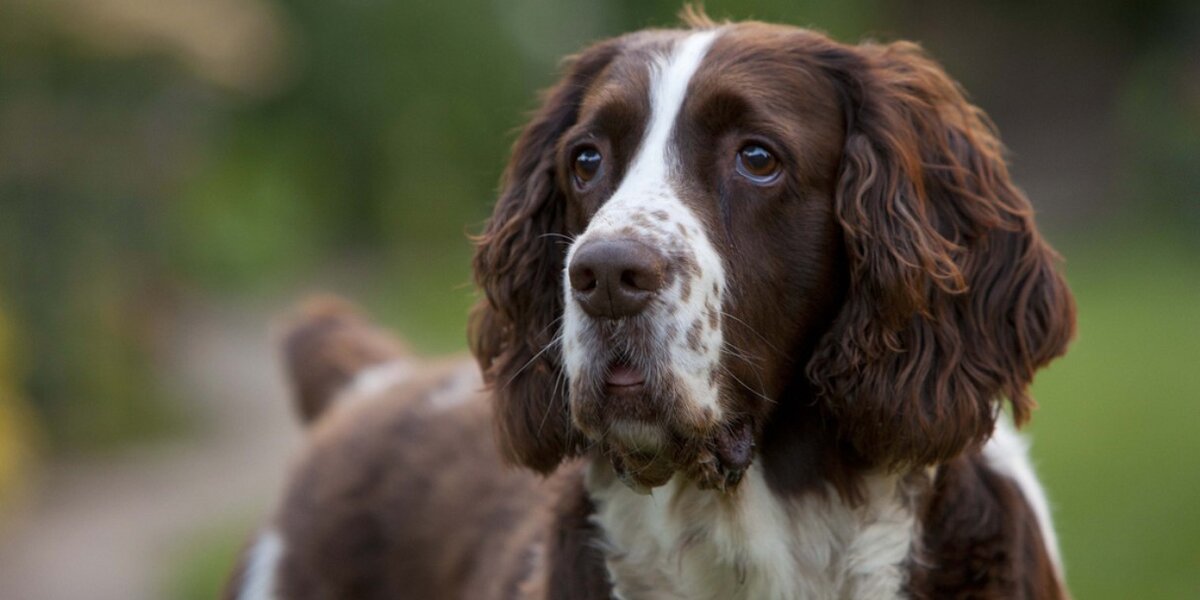 Dog Discovers $18,000 Diamond While Sniffing Around A Bush - The Dodo